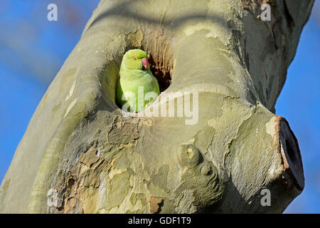 Rose-inanellati parrocchetto, (Psittacula krameri), Germania Foto Stock