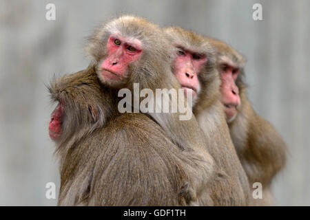 Macaque giapponese, neve scimmia, (Macaca fuscata), captive Foto Stock