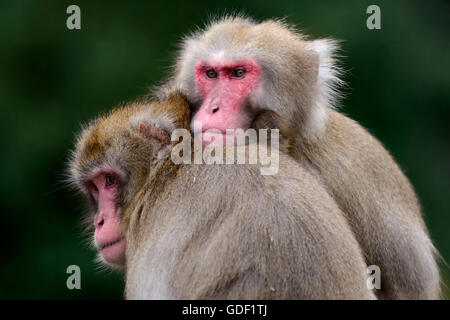 Macaque giapponese, neve scimmia, (Macaca fuscata), captive Foto Stock