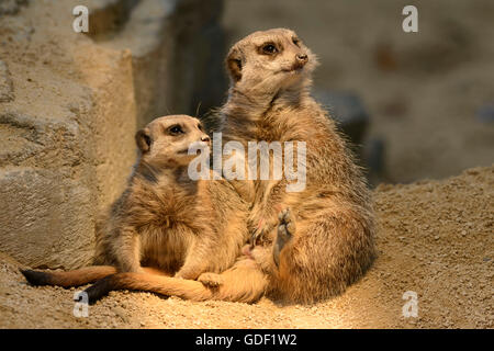 Meerkat, Suricata suricatta, captive Foto Stock