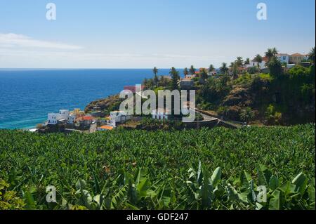 Piantagione di banane, La Palma, Canarie, Spagna Foto Stock