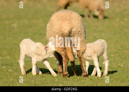 Pecore Merino, pecora con agnelli Foto Stock