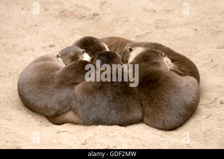 Oriental piccoli artigli lontra (Aonyx cinerea) Foto Stock