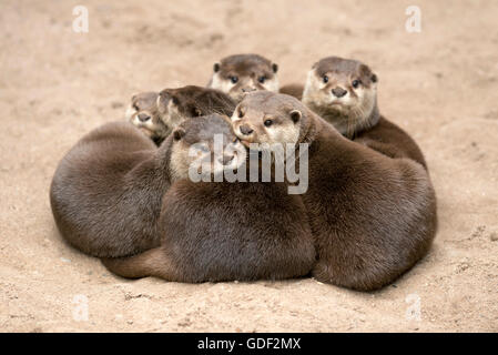 Oriental piccoli artigli lontra (Aonyx cinerea) Foto Stock