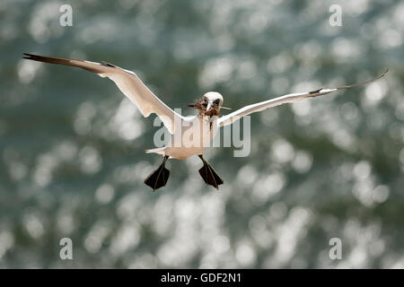 Northern gannet, (Sula bassana), Schleswig-Holstein, Isola di Helgoland, Germania, Foto Stock