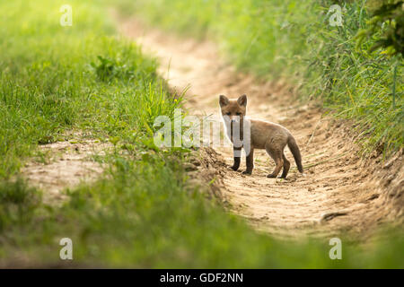 Rosso-fox, cub (Vulpes vulpes vulpes) Germania Foto Stock