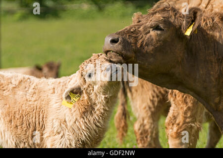 Galloway mucca con vitello, Germania Foto Stock