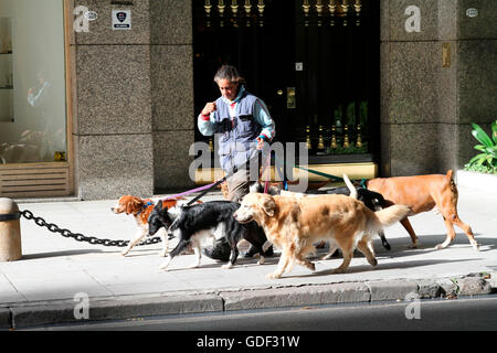 Dog sitter, Buenos Aires, Argentina / dogwalker Foto Stock