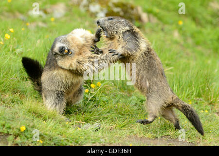 La marmotta (Marmota marmota), Nationalpark Hohe Tauern, Grossglockner Strada alpina, Austria Foto Stock