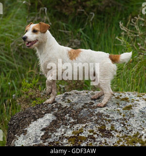 Jack Russell Terrier Foto Stock