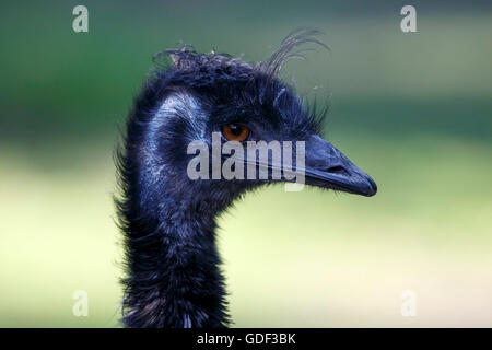 L'Uem, (Dromaius novaehollandiae), captive Foto Stock