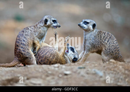 Meerkat, (Suricate suricatta), Captive Foto Stock