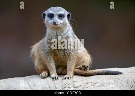 Meerkat, (Suricate suricatta), Captive Foto Stock