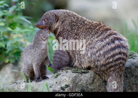 La mangusta zebra, giovane animale, (Mungos mungo), captive Foto Stock