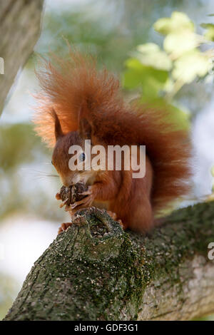 Scoiattolo rosso (Sciurus vulgaris), Germania Foto Stock