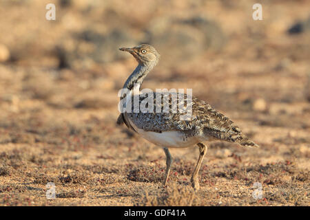 Kragentrappe (Chlamydotis undulata fuertaventurae) Fuerteventura, Spanien Foto Stock