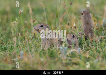 Souslik europeo, Bulgaria/ (Spermophilus citellus) Foto Stock