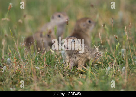 Souslik europeo, Bulgaria/ (Spermophilus citellus) Foto Stock