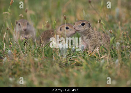 Souslik europeo, Bulgaria/ (Spermophilus citellus) Foto Stock