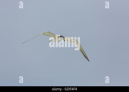 Grande crested tern, (Thalasseus bergii), Praslin, Seicelle Foto Stock