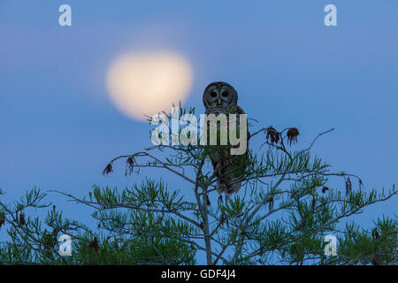 Bloccate il gufo, Florida/ (Strix varia) Foto Stock