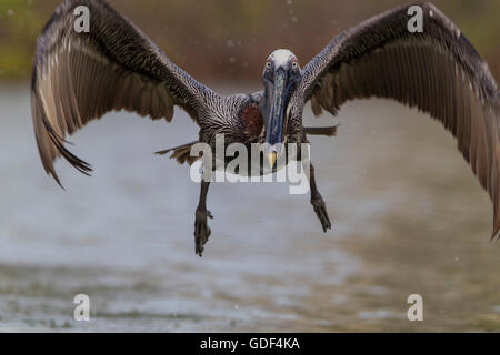 Brown Pelican, Florida/ (Pelecanus occidentalis) Foto Stock