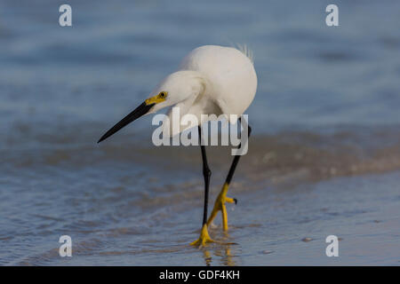 Snowy garzetta, Florida/ (Egretta thuja) Foto Stock