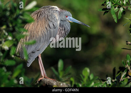 Airone tricolore, Florida, Alligator Farm, San Augustin/ (Egretta tricolore) Foto Stock