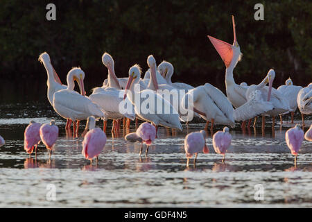 White Pelican, Sanibel Island, Florida/P(elecanus erythrorhynchos) Foto Stock