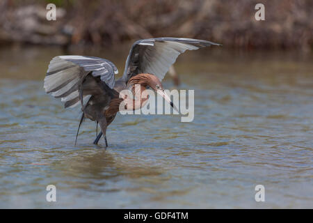 Garzetta rossastra, Florida/ (Egretta rufescens) Foto Stock