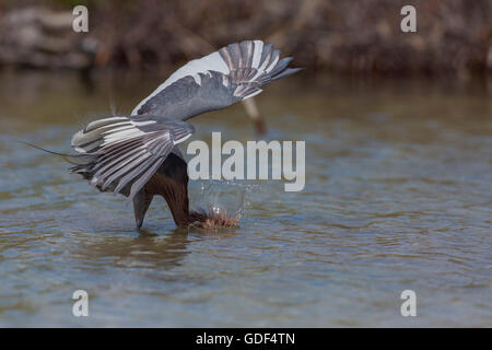 Garzetta rossastra, Florida/ (Egretta rufescens) Foto Stock