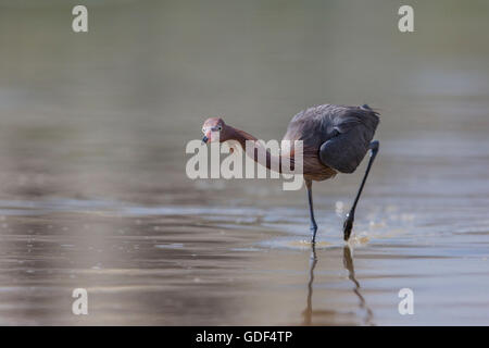 Garzetta rossastra, Florida/ (Egretta rufescens) Foto Stock