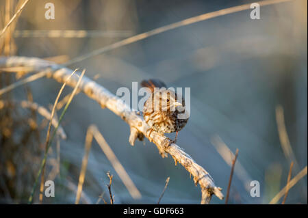 Song Sparrow appollaiato su un ramo. Foto Stock