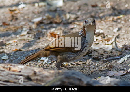 Un grande Scimitar Babbler in piedi sul suolo della foresta nel ovest della Thailandia Foto Stock