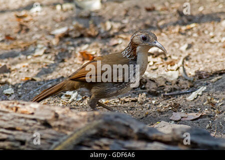 Un grande Scimitar Babbler in piedi sul suolo della foresta nel ovest della Thailandia Foto Stock