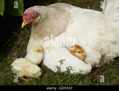 Pulcini nei pressi della gallina e sotto la sua ala Foto Stock