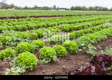 Bella lattughe organiche che cresce in un campo Paese Foto Stock