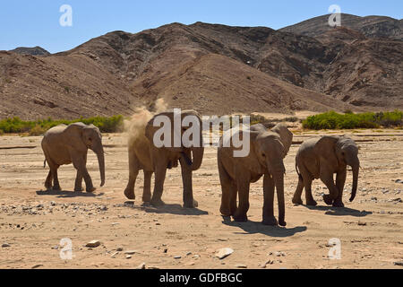 Gruppo di Deserto Namibiano elefanti, Bush africano Elefante africano (Loxodonta africana), Hoanib River, Namib Desert, Kaokoland, Kaokoveld Foto Stock