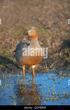 Adulto rubicondo-headed goose (chloephaga rubidiceps), Sea Lion Island, Isole Falkland Foto Stock