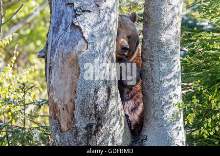 L'orso bruno (Ursus arctos) dam con animale giovane seduto tra i tronchi di albero captive, Parco Nazionale della Foresta Bavarese, Bavaria Foto Stock