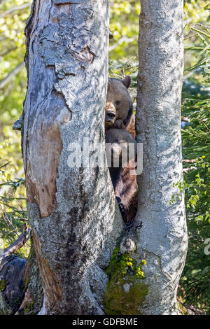 L'orso bruno (Ursus arctos) dam con animale giovane seduto tra i tronchi di albero captive, Parco Nazionale della Foresta Bavarese, Bavaria Foto Stock