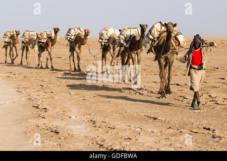 Caravan, cammelli che trasportano il sale delle miniere di sale di Dallol, Danakil depressione di Afar, Triangolo, Etiopia Foto Stock