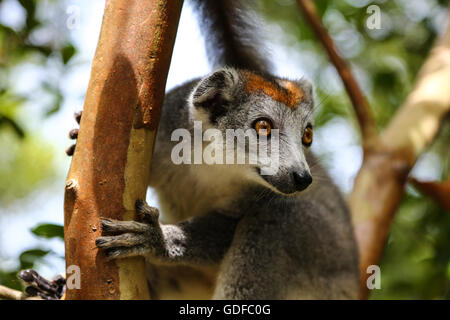 Lemure coronato (il Eulemur coronatus) seduta nella struttura ad albero, femmina, Le Palmarium riserva anche Ankanin'ny Nofy, Toamasina, Tamatave Foto Stock