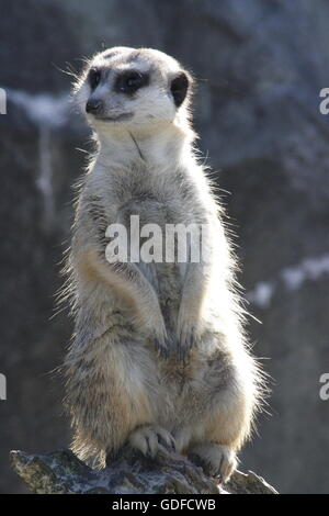 Meerkat seduto in una posa su di una roccia Foto Stock