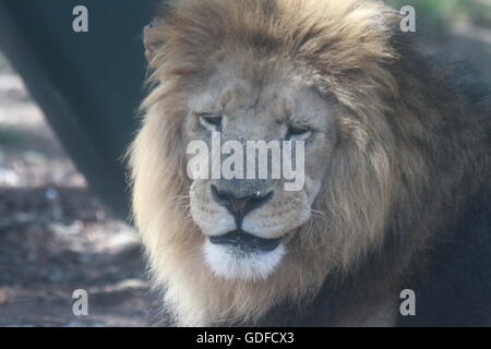 Ritratto di un maestoso leone maschio allo zoo di Auckland, catturato prima della sua morte. Una potente immagine di forza, eredità e conservazione della fauna selvatica. Foto Stock