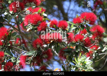 Nuova Zelanda pohutukawa fiori Foto Stock