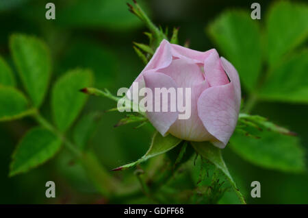 Germoglio di rosa canina Foto Stock