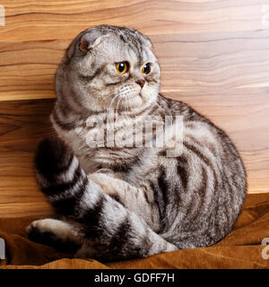 Strisce bicolore gatto con gli occhi gialli Scottish Fold Foto Stock