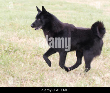 Norwegian elkhound black Foto Stock