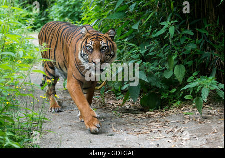 A piedi la tigre di Sumatra (Panthera tigris sumatrae) Foto Stock